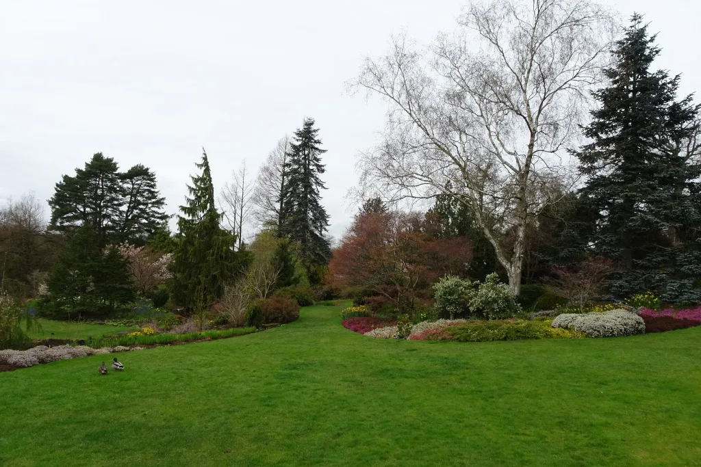 Spring borders and a wide lawn at RHS Garden Harlow Carr, with birch and conifers behind