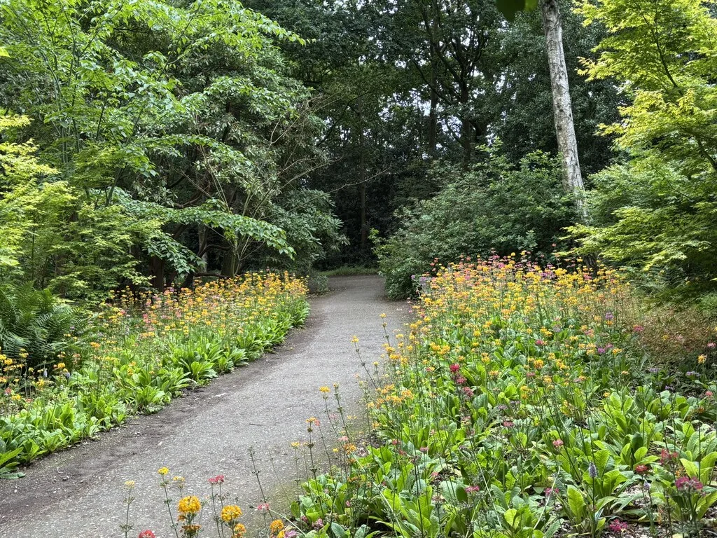 A gravel path winding through the woodland at RHS Garden Harlow Carr, lined with yellow flowers